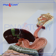PNT-0450 Modelo do Sistema Digestivo Humano o modelo anatômico do aparelho digestivo